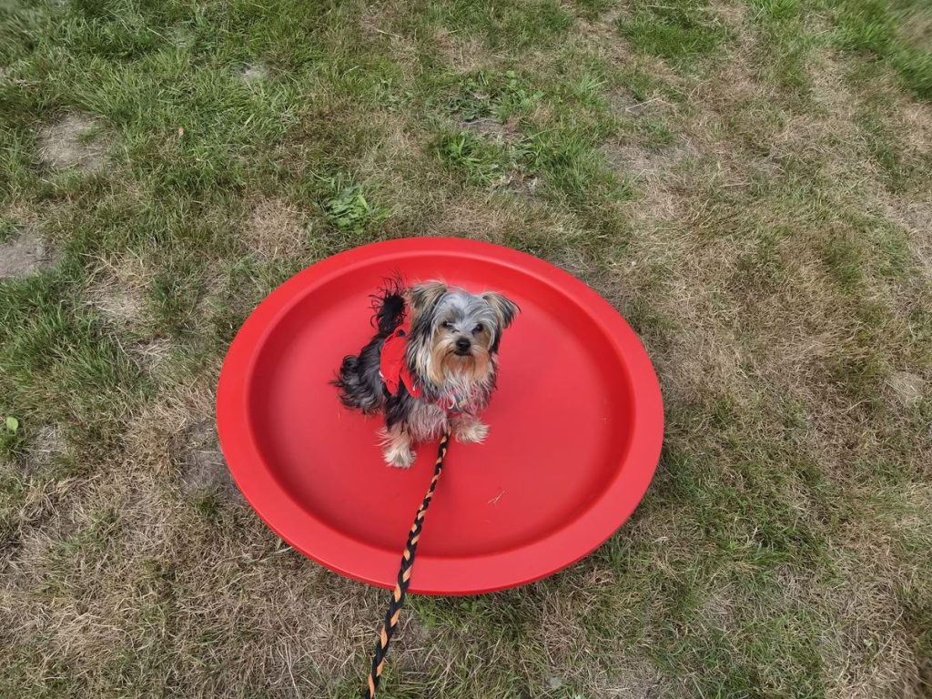 Kleine hond zit in het rode speelbad aan de lijn